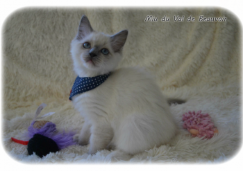 femelle blue mitted - Chatterie Ragdolls du Val de Beauvoir